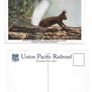 Union Pacific Pictorial Postcard White Tailed Kaibab Squirrel National Forest AZ