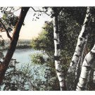 MA Taunton River Birch Trees Below the Weir Robbins Bros Vintage Postcard MA Taunton River Birch Trees Below the Weir Robbins Bros Vintage Postcard