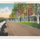 New England Birch trees Maine Roadside Birches Vintage Linen Postcard