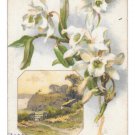 Easter Greetings White Narcissus Country Scene 1908 Vintage Winsch Back Postcard