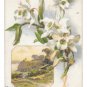 Easter Greetings White Narcissus Country Scene 1908 Vintage Winsch Back Postcard