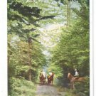 Eagles Mere PA Allegheny Mountains Horse Trail Riding on Bridle Path Vntg Postcard