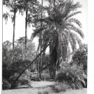 Florida Azalea Garden Winter Park Vintage LL Cook Real Photo Postcard c-960 Glossy