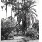 Florida Azalea Garden Winter Park Vintage LL Cook Real Photo Postcard c-960 Glossy