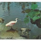 Sanibel Florida Bird Roseate Spoonbill J N Ding Darling Wildlife Sanctuary 1975 Postcard Sanibel Florida Bird Roseate Spoonbill J N Ding Darling Wildlife Sanctuary 1975 Postcard