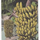 HI Hawaiian Islands Banana Bunch Vintage Island Curio Territory Postcard