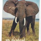 African Elephant Un Elephant ca Trompe Vintage 4X6 Collection Orion Postcard