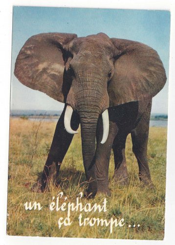 African Elephant Un Elephant ca Trompe Vintage 4X6 Collection Orion Postcard