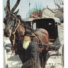 Amish Bishop Hitches Horse Buggy Intercourse Pennsylvania Dutch Country Vintage Postcard