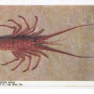 A & B Lobster House Key West FL Seafood Restaurant Vintage Postcard A & B Lobster House Key West FL Seafood Restaurant Vintage Postcard