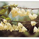 Silver Bells Philadelphia PA Morris Arboretum Flowers Vintage Postcard