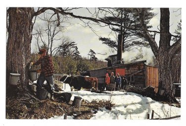New England Maple Sugar Time Vintage Postcard Don Sieburg Photographer