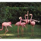 Birds Pink Flamingos Florida Hialeah Race Course Courtesy Photo Vintage Postcard Birds Pink Flamingos Florida Hialeah Race Course Courtesy Photo Vintage Postcard