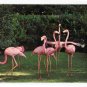 Birds Pink Flamingos Florida Hialeah Race Course Courtesy Photo Vintage Postcard