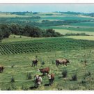 Wisconsin Heart of Americas Dairyland Panorama Cows Fields Farm Veiw Vntg 60s WI Postcard
