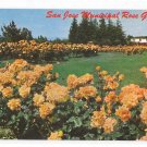 Municipal Rose Garden San Jose CA Santa Clara County California Vintage Postcard