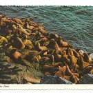 Stellar Sea Lions Rocks Ocean Vintage Continental 4X6 postcard 1970s