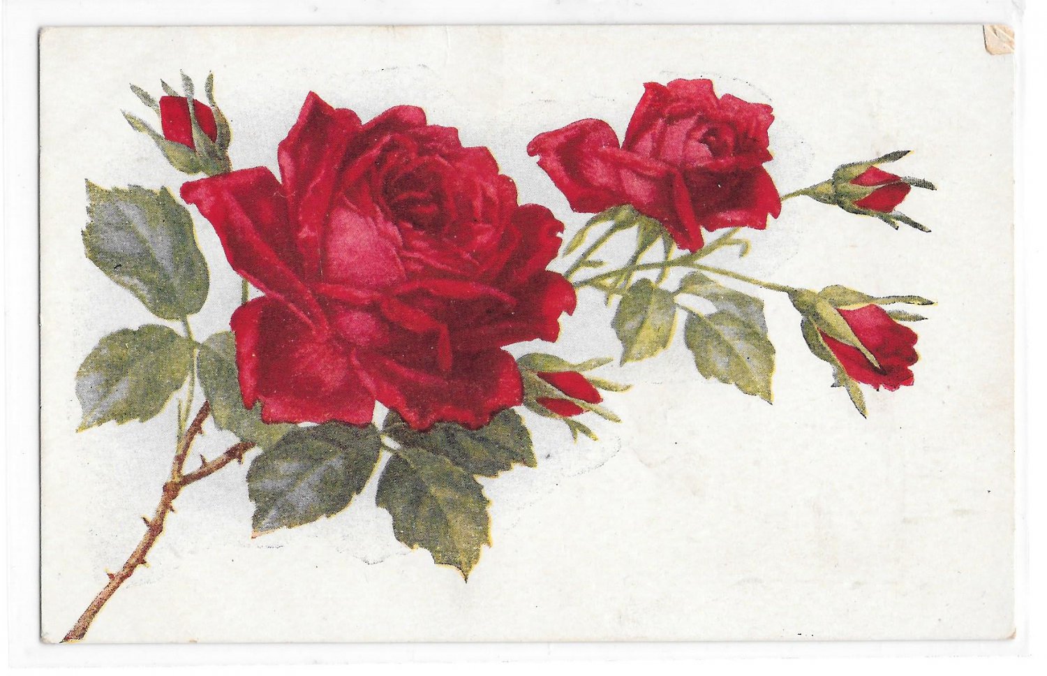 Beautiful Thorny Stem of Red Roses with Buds Vintage Flower Postcard