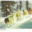 AK Arctic Dog Sled Team Vintage Alaska Joe Postcard 4X6