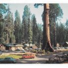 CA Sequoia National Park Giant Forest Village Stores Tourist Lodge Vintage Postcard