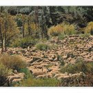 Herd of Sheep Edw H Mitchell California Vintage ca 1910 Postccard Serial No 1950