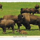 SD Buffaloes Bison Custer State Park Black Hills South Dakota Vintage 4X6 Postcard