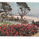 CA Santa Monica Palisades Park Wilshire Blvd Ocean Ave Garden Beautiful Cannas Postcard CA Santa Monica Palisades Park Wilshire Blvd Ocean Ave Garden Beautiful Cannas Postcard