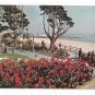 CA Santa Monica Palisades Park Wilshire Blvd Ocean Ave Garden Beautiful Cannas Postcard