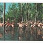 Walt Disney World Treasure Island Flamingo Cove Bay Lake Orlando FL Vintage Postcard