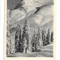 Herrliche Neujahrswunsche Austria New Years Postcard RPPC Snowy Mountain Trees