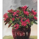 Still Life Painting Flowers Dresden Germany Nenke Ostermaier 1957 Postcard