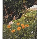 Alpen Flora Leopard Bane Austria Otto Haus  Nenke Ostermaier Serie 522 Postcard