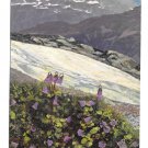 Austria Alpen Flora Soldanella Otto Haus Back Handstamp Nenke Ostermaier Postcardrd