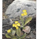 Alpenflora Primula Otto Haus Austria Alps Nenke Ostermaier Serie 523 N 944 Postcardard