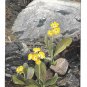 Alpenflora Primula Otto Haus Austria Alps Nenke Ostermaier Serie 523 N 944 Postcardard