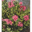 Alpenflora Rhododendron Austria Alps Nenke Ostermaier Serie 523 N 949 Postcardard