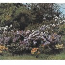 Painting Landscape with Blue Flowers Austria Theo Stroefer TSN Serie 1262 Art Postcard Painting Landscape with Blue Flowers Austria Theo Stroefer TSN Serie 1262 Art Postcard