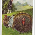 Elegant Man with Top Hat and Thanksgiving Turkey Vintage Embossed 1908 Postcard
