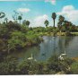 Busch Gardens Lagoon Water Birds Swans Geese Tampa Florida Vintage Beckett Postcard