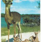 Deer Buck Stag with Two Young Calves Fawns Vtg Postcardtcard Linenostcard
