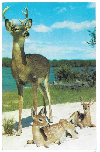 Deer Buck Stag with Two Young Calves Fawns Vtg Postcardtcard Linenostcard