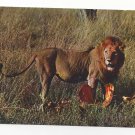 African Lion with Prey Kill Lion's Repast Eating Vintage IRIS Continental Postcard 4X6