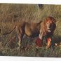 African Lion with Prey Kill Lion's Repast Eating Vintage IRIS Continental Postcard 4X6