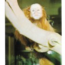 National Zoological Park Rare Red Uakari Monkey Washington DC Vintage Zoo Postcard