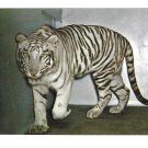White Tiger Mohini Rewa National Zoological Park Washington DC Vintage Zoo Postcard