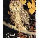 Greetings Salut Vieille Chouette Hello Old Owl Collection Orion Paris Postcard 4X6
