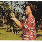 HI Keaau Orchard Royal Hawaiian Macadamia Nuts Big Island of Hawaii Vtg Postcard
