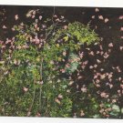 Greece Rhodes Valley of the Butterflies Papillons Vintage Postcard 4X6