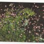 Greece Rhodes Valley of the Butterflies Papillons Vintage Postcard 4X6