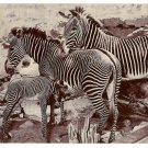 American Museum Natural History Grevy African Zebra Exhibit Vtg Postcard